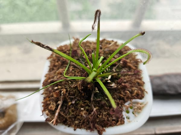 A flowler's second life